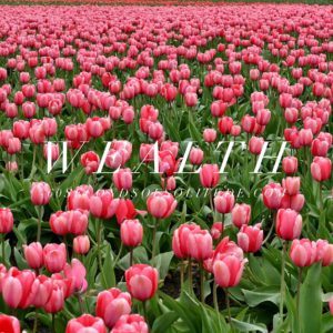 WEALTH MEDITATION